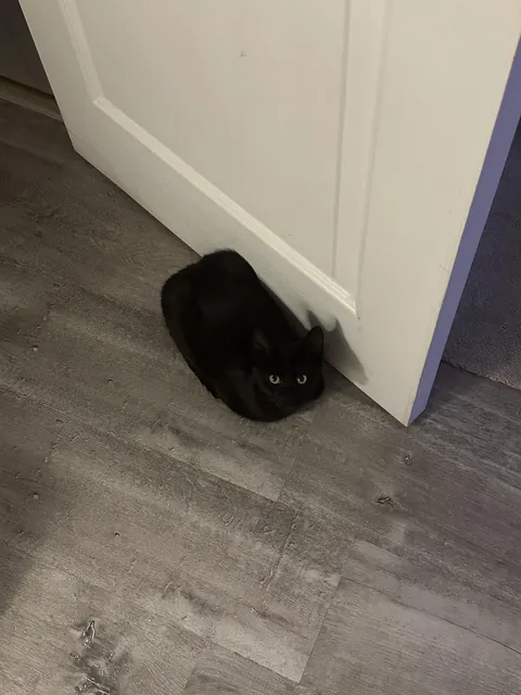 How can I lock in with this bug around me?