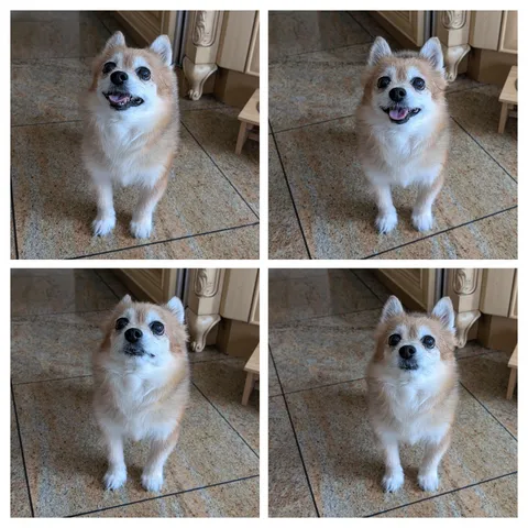 Collage of Puff Pastry 