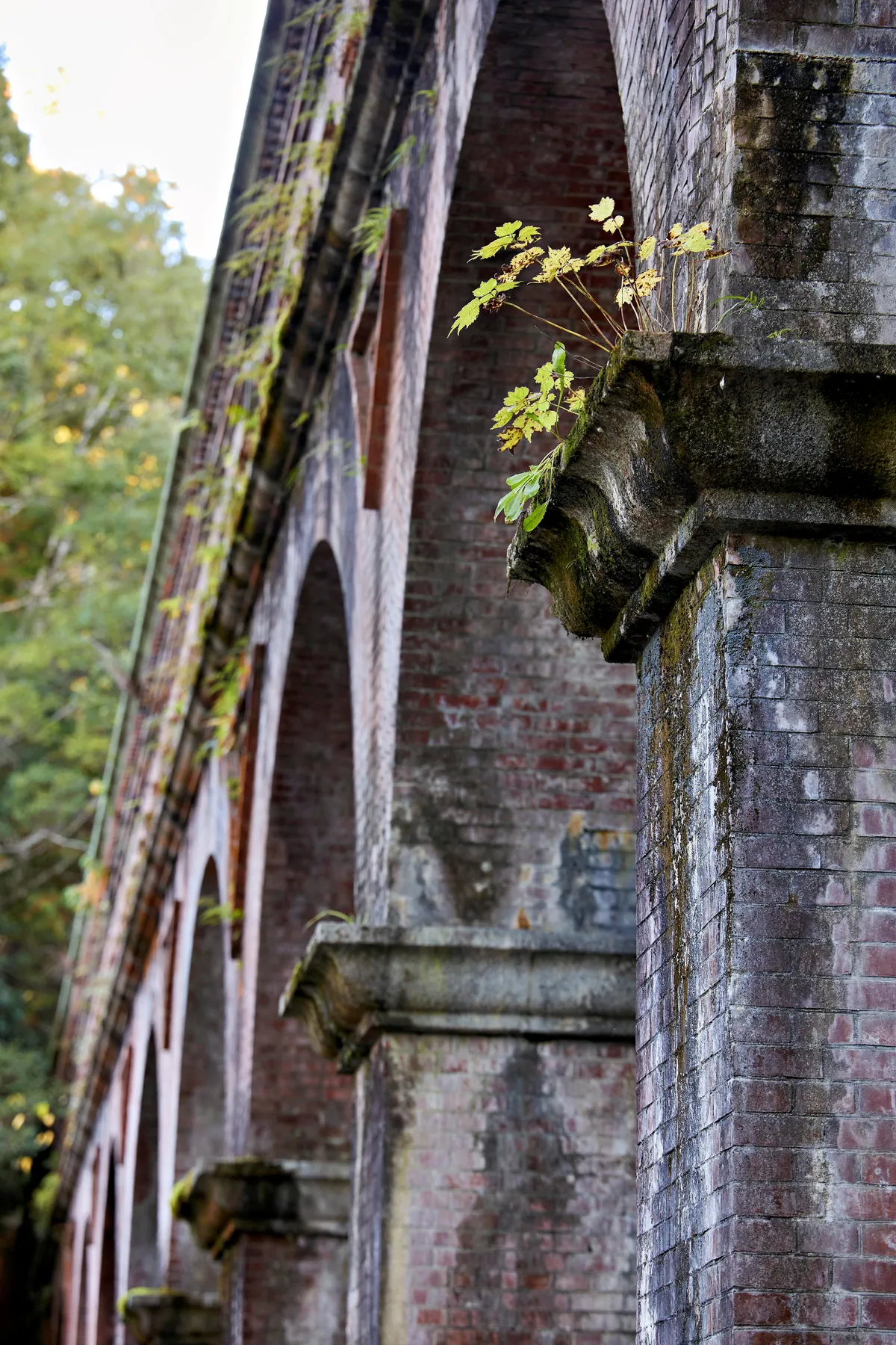 Fall colors in Japan