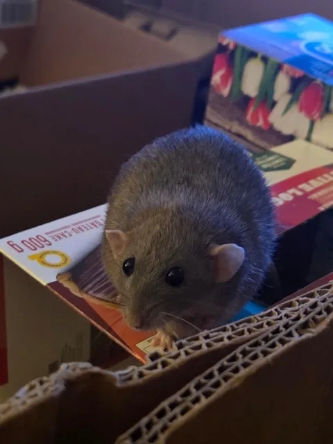 Stop looking at me with those eyes, Jimily!