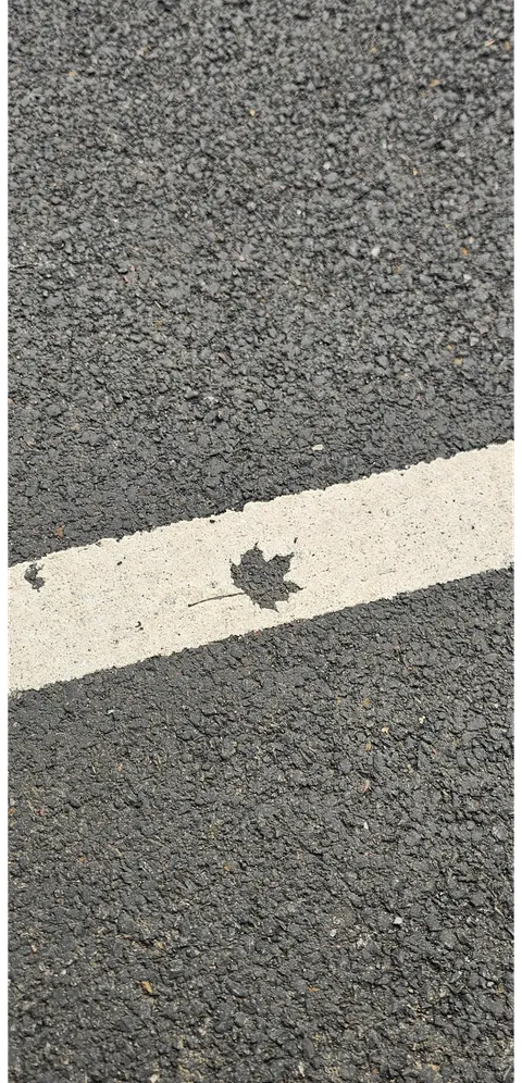 Leaf print in a white line
