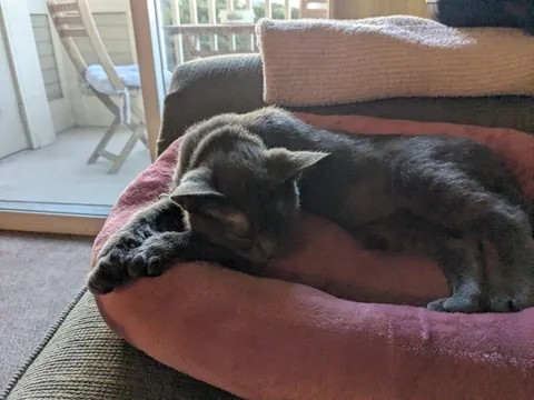 Chosen by the cat distribution system