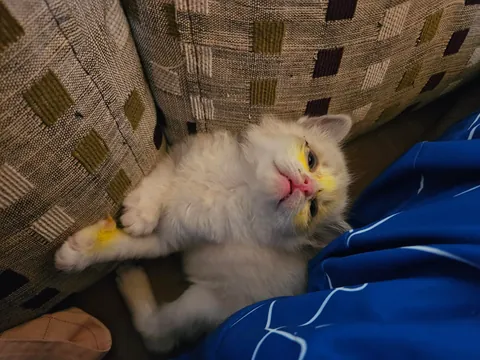 Today marks one year since I adopted Mabel. I wanted to share her Journey with you all. She's doing great!