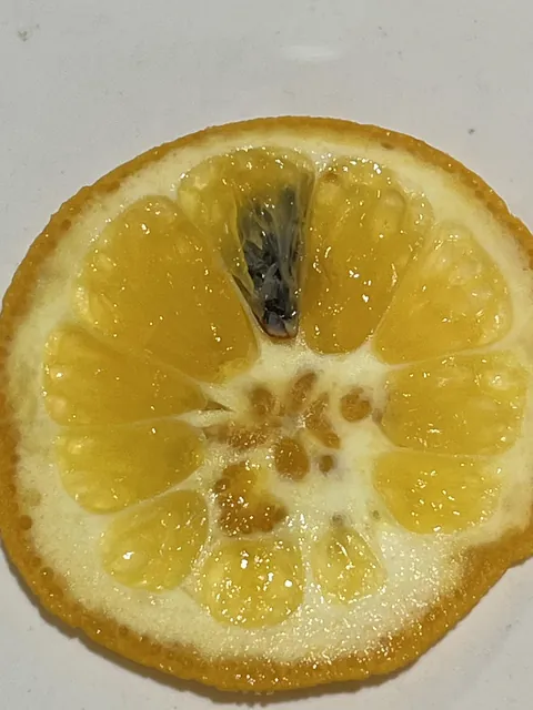 I found this bug burrowed into this orange I cut open. I’m feeling so grossed out.