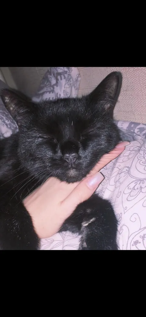 my darling boy of 18 years lost today. I love you