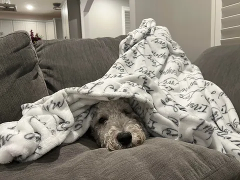 My wife is an ER nurse. If kids need an IV, she shows photos of our pup to calm them down. The 1st is their favorite