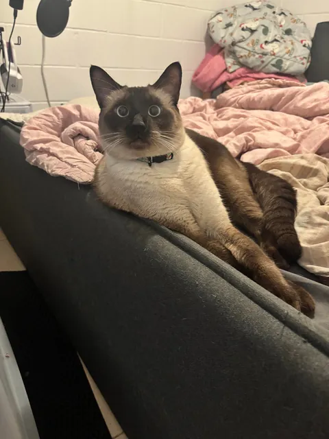 He was left in the toaster a little too long.