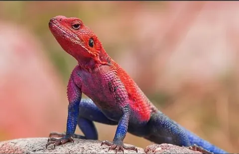 A lizard in Africa that looks like Spiderman