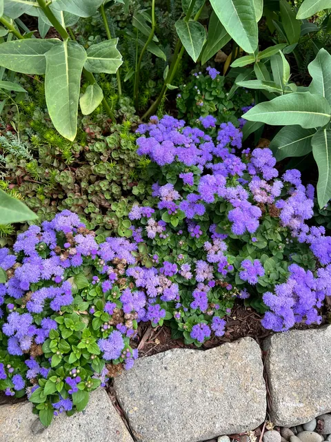 Some flowers I grew from seed this year 💐