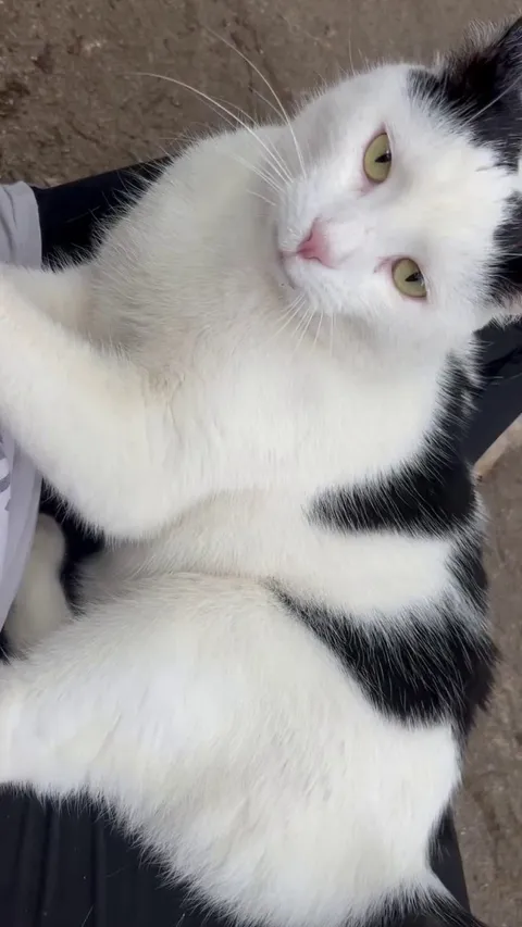 I don’t own a cat, what does this mean?