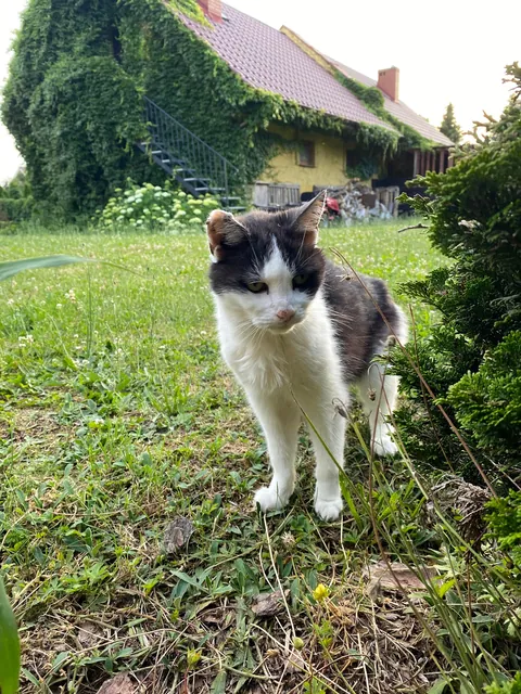 My cat just died. She was 20 but I’m still devastated.