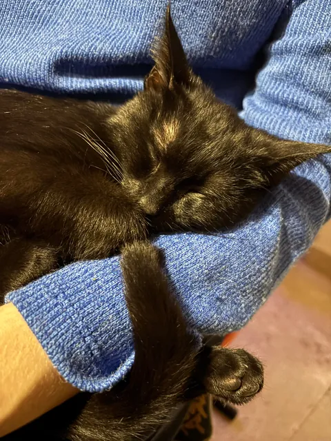 went to a friend's for xmas and met their new kitten, I think she liked me