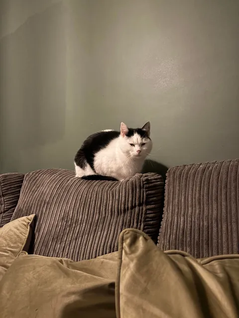 Just adopted this lovely girl ❤️❤️