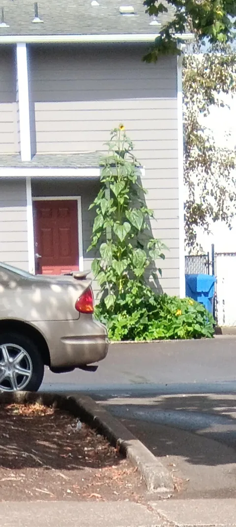 My neighbors sunflower has a comically small bloom for it's massive size. 
