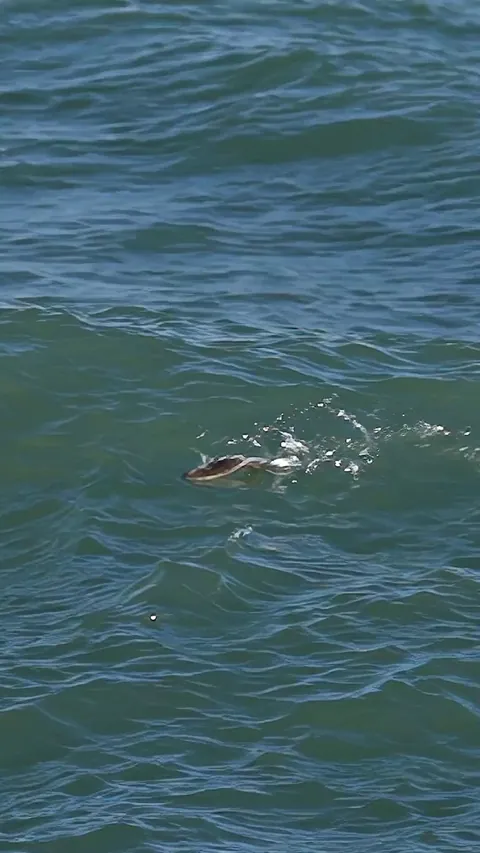 🔥Surfing Flounder