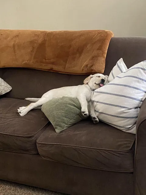 Dog’s just having the best sleep ever