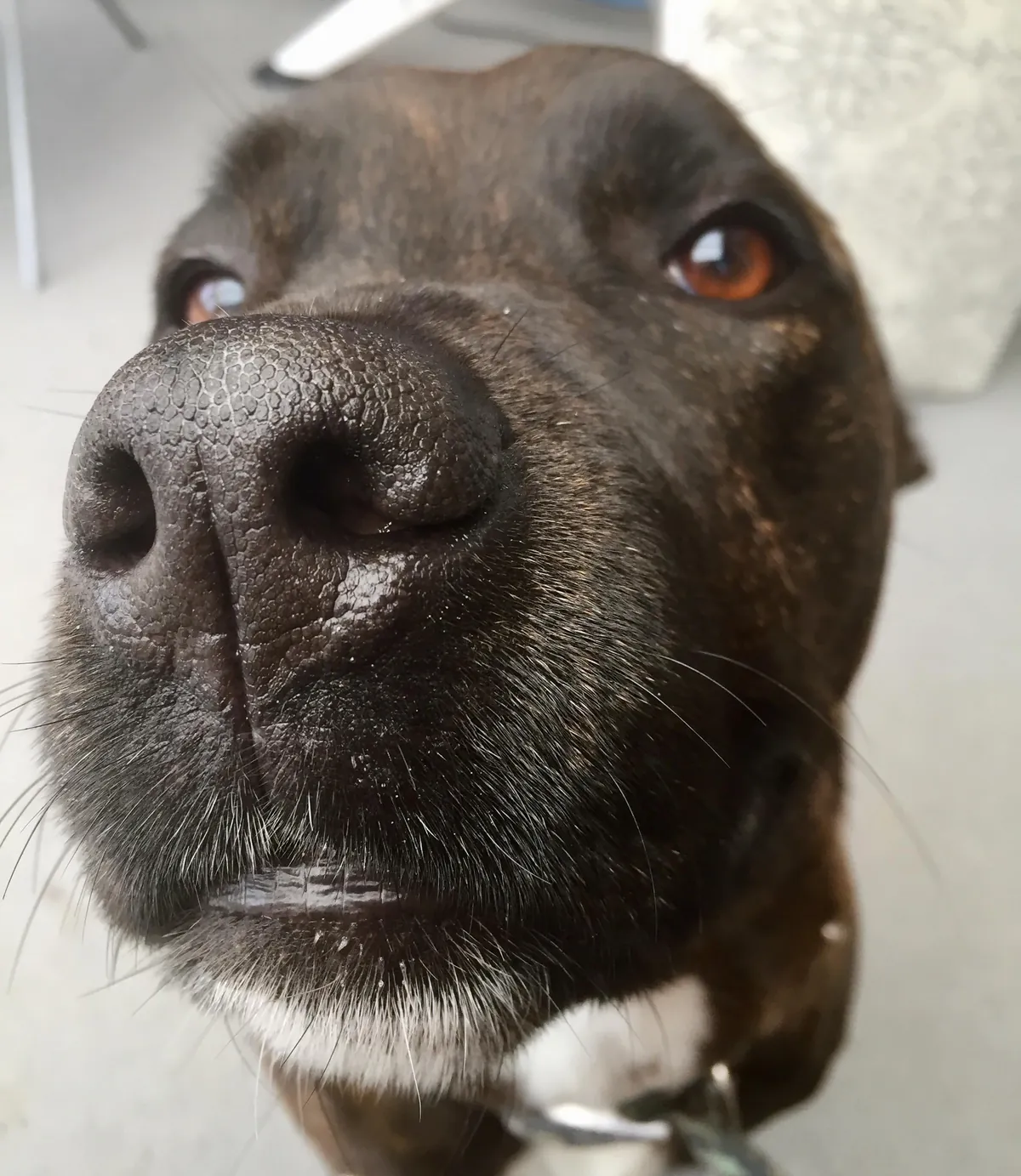 More noses of the dogs I walk