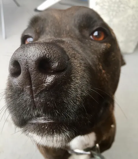 More noses of the dogs I walk