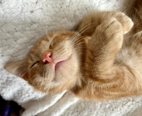 Found little Oliver in a propane exchange cabinet at work.