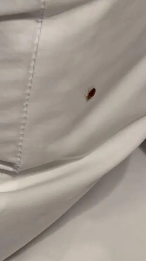 Wife found bed bug at 1am in hotel