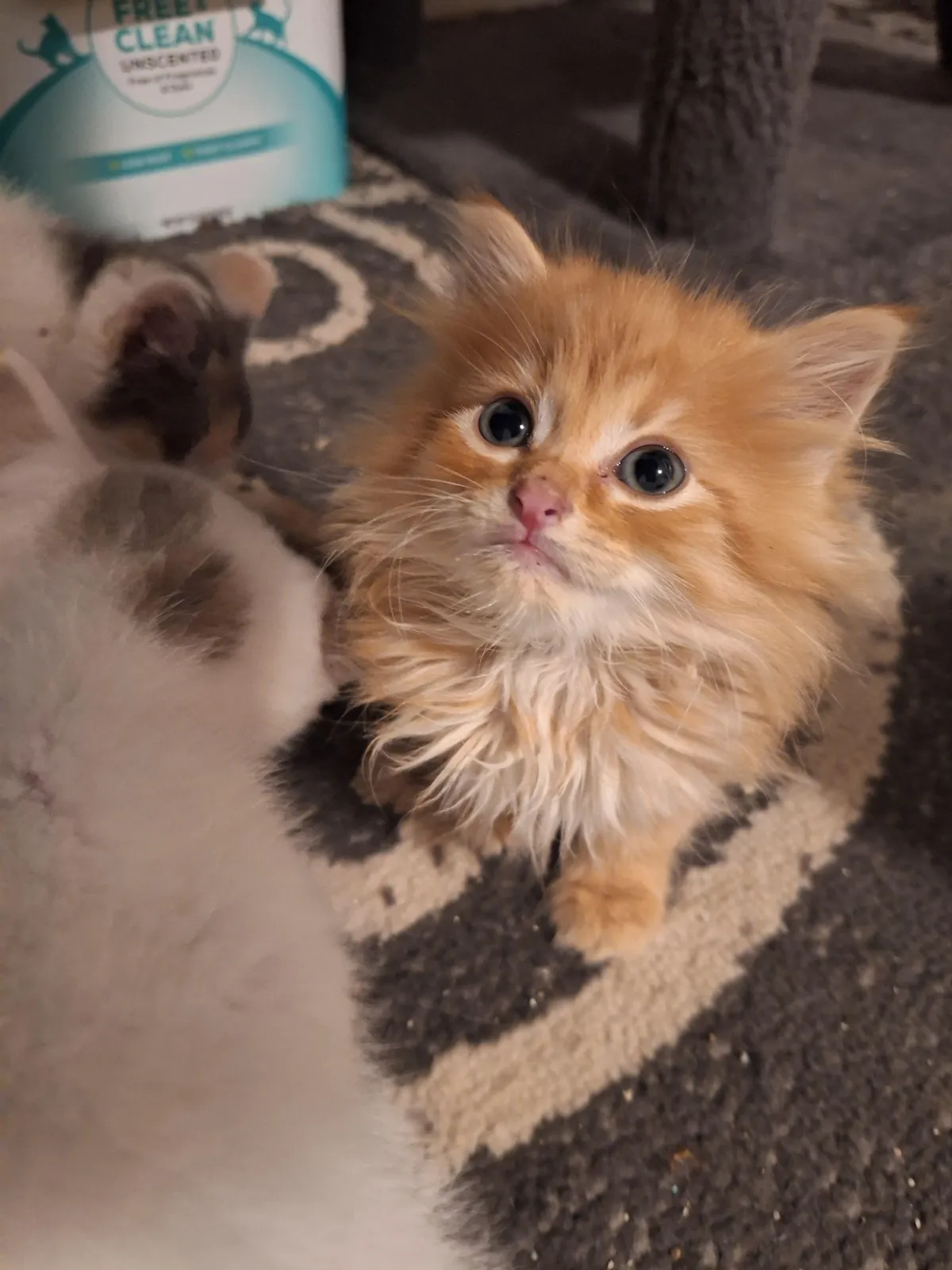 Cheezit was found in the streets, he is well fed and fostered now