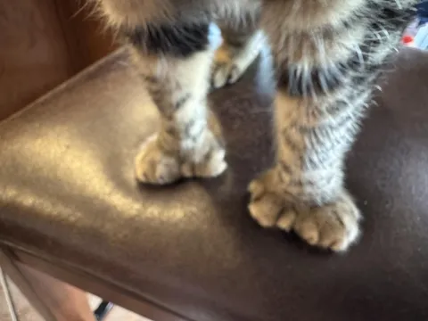 My friend’s cat is a Hemingway cat (polydactyl) and has 27 toes! This picture shows 8 toes on each front paw.