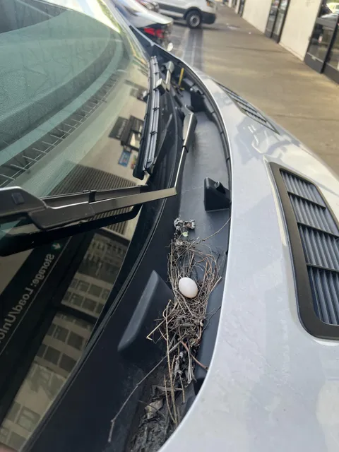 There was a bird egg and nest on my U-Haul’s windshield when I went to turn it in