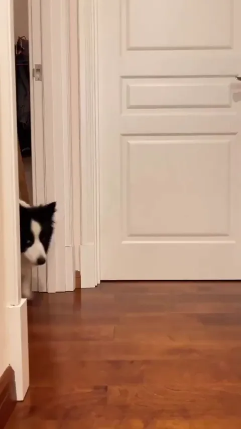 Fur Twins? What’s the first word that comes to mind?