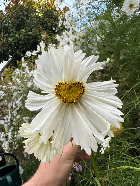 Fasciation at its finest!!