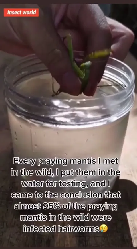 ‘Chordodes formosanus’ AKA: Horsehair Worm, released from a praying mantis