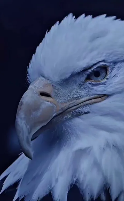 Bald Eagle up close.