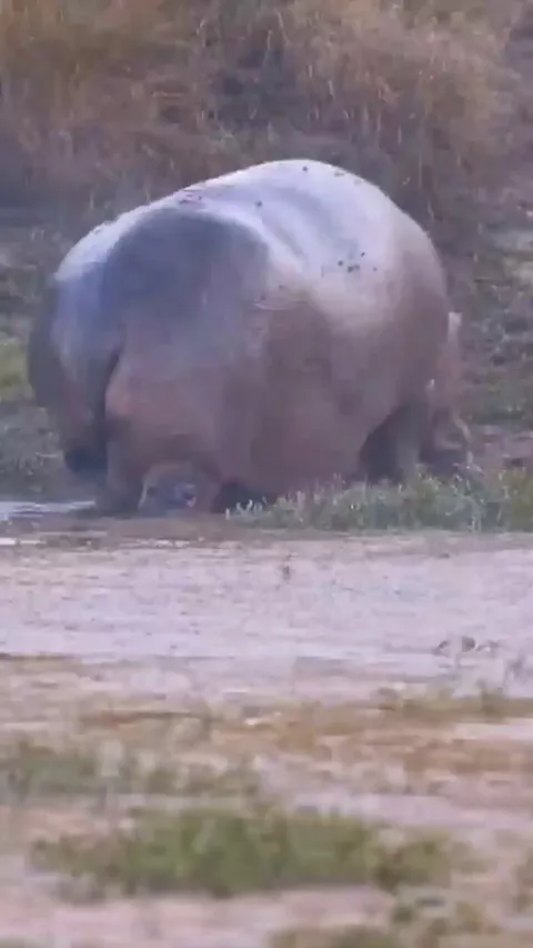 🔥 Baby hippo's first steps on dry land