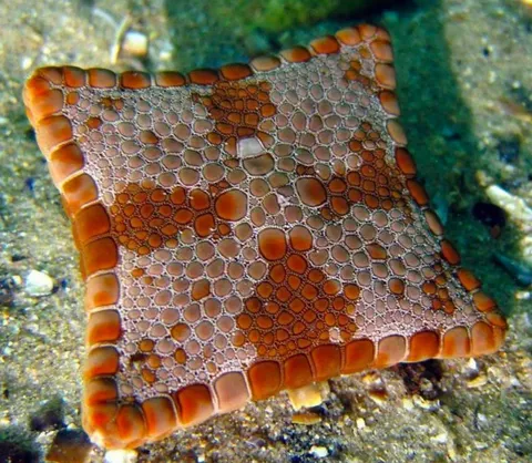 A starfish born square due to a birth defect