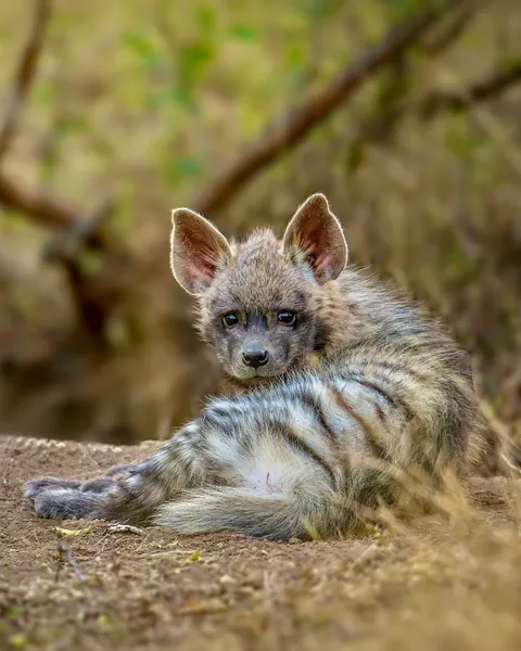 wildlife photography from the Indian wilderness