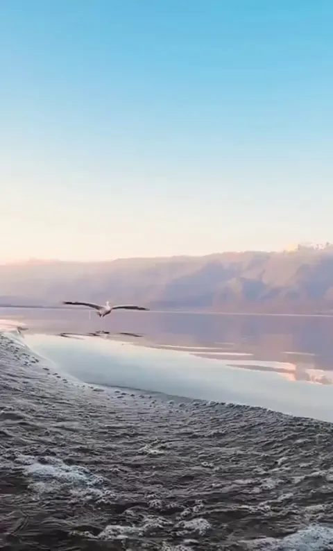 🔥 This pelican landing on the water