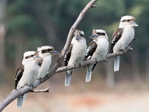 🔥The Kookaburras