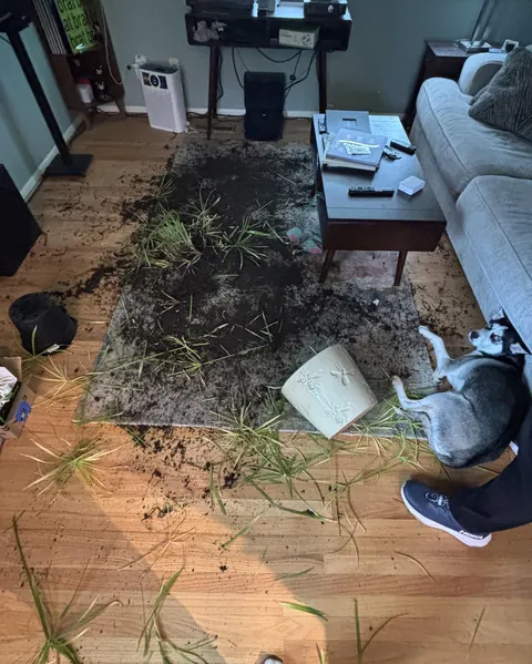 What we came back to after being away from the house for an hour