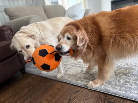 My mom shaved the dog because she thought she had fleas. She did not have fleas.