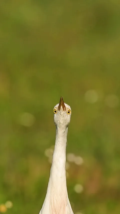 🔥Cattle Egret Eyeing Me