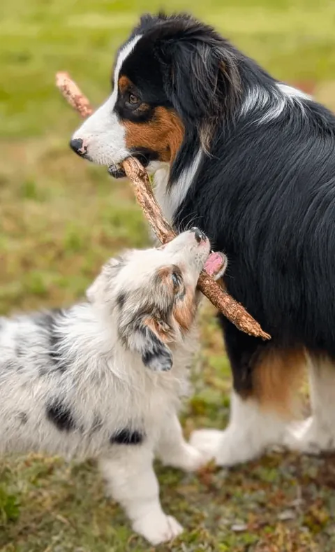 Chaotic duo derping in stereo