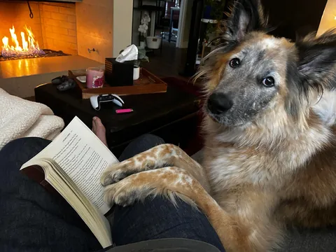 Celebrating two years with Snacks, our big goofy rescue dog