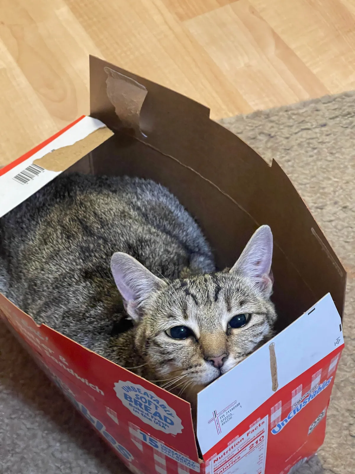 My gf of 7 years passed away and all I got were these lousy cats