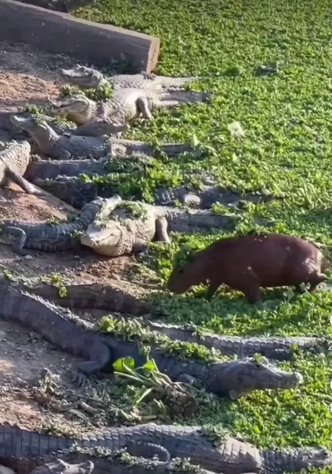 Capybara tiptoes through a field of Caiman, cool as a cucumber.