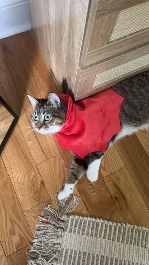 Why do girl cats get a bad rap?