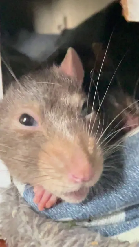 Wolfie boggling max level 😍