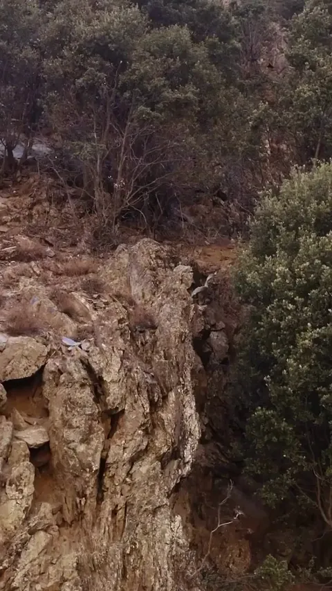 🔥The Markhor is a large, wild goat native to Central and South Asia's mountainous regions. Known for their impressive spiral horns, they are the largest wild goat species.