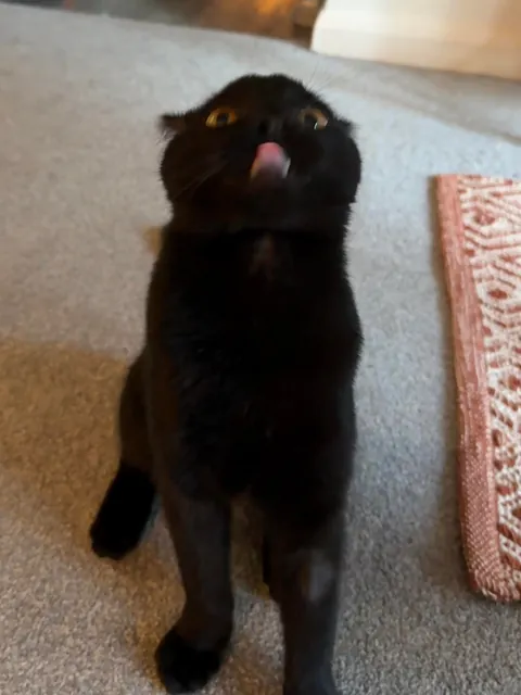 took my cat to the vet because his paws stick out when he sits. diagnosis: he’s just shaped funny