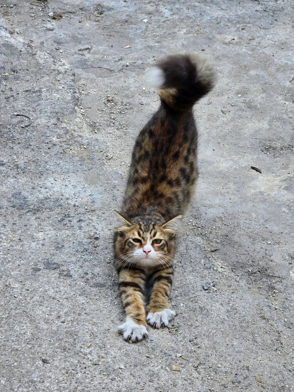 I wana adopt this stray