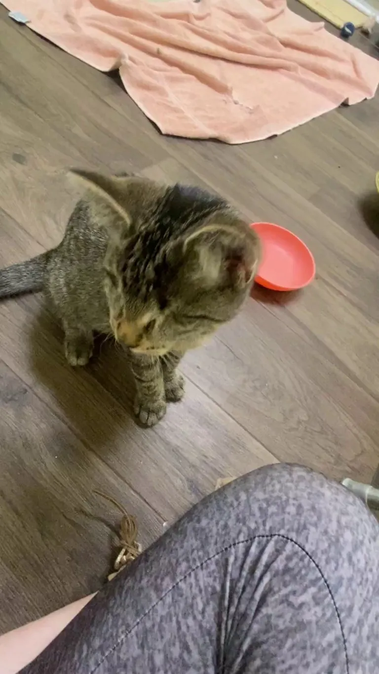 Eyeless kitten arrived at the shelter