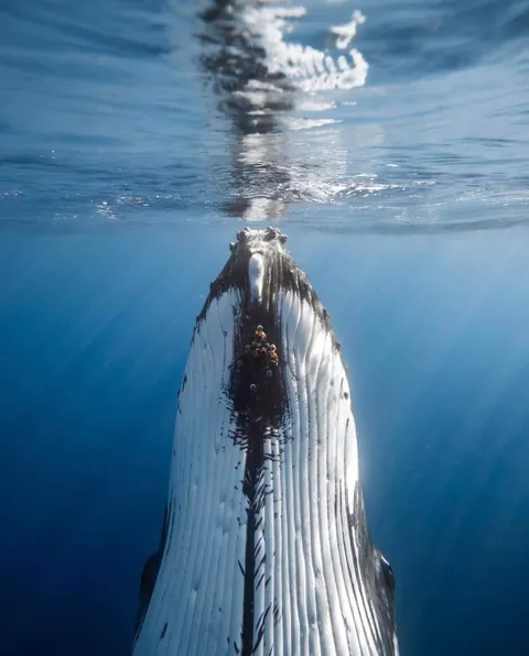 Photographer Rachel Moore captures stunning Photos of whales and sharks